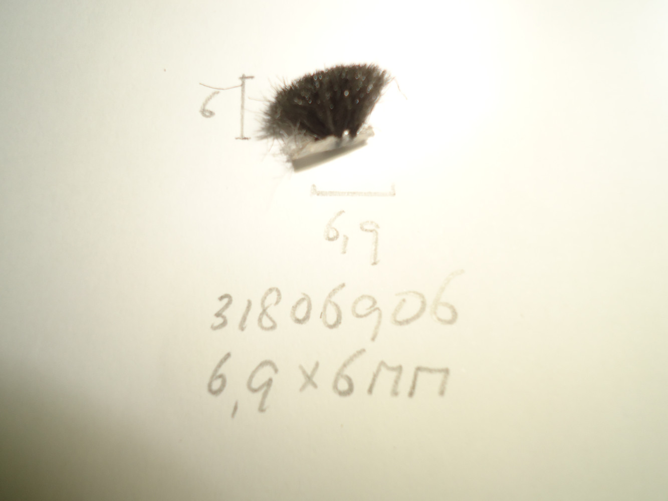 Borsteldichting 6.9x6mm - Dsc04844 - 31806906